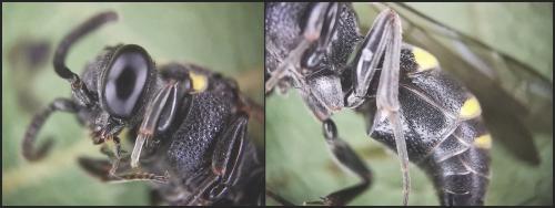 Nysson trimaculatus